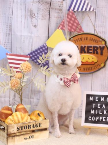 20240906MAPLEちゃん